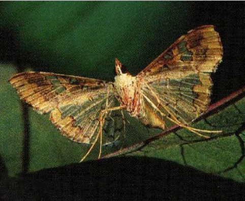 Hình 2. Sâu trưởng thành là một loại bướm đêm