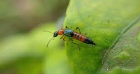 Hình 4. Bọ đuôi kìm là một trong những thiên địch của sâu