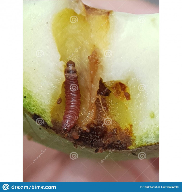 Hình 1: Sâu đục quả, hạt