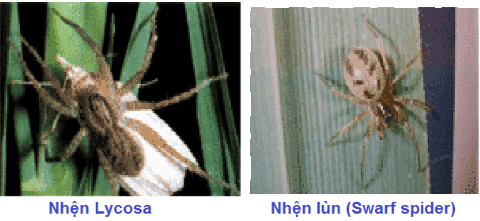 Hình 4. Nhện