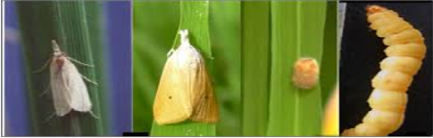 Hình 3: Triệu chứng bệnh sâu hại 