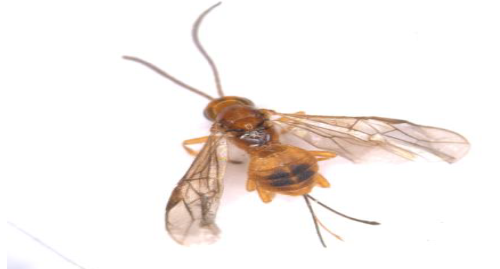 Hình 4: Thiên địch Bracon onukii 