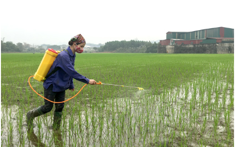 Hình 5 : Canh tác ruộng lúa 