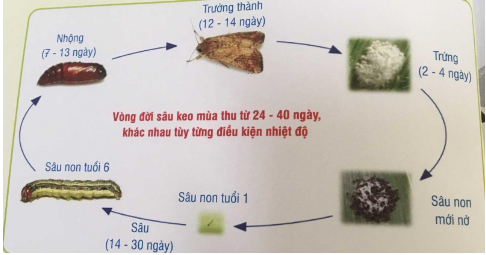 Hình 2: Vòng đời của sâu keo hại khoai lang