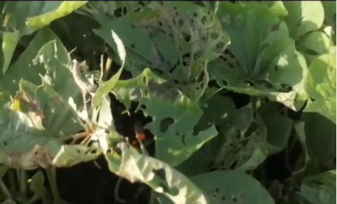 Hình 3: Sâu keo phá hoại phần lá làm lá rách tơi tả