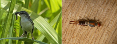 Hình 4 : Chim sâu ăn mồi và con đuôi kim là thiên địch bắt mồi của sâu keo