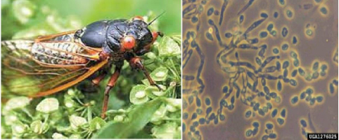 Hình 5 : ong mắt đỏ và nấm xanh (Metarhizium anisopliae) là thiên địch ký sinh của sâu keo