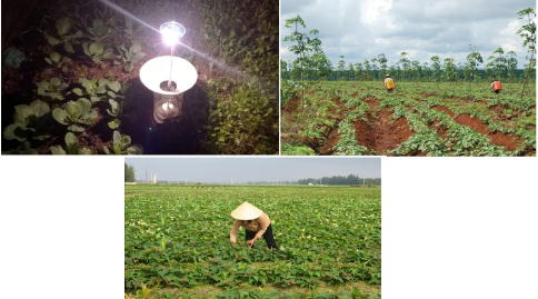 Hình 6: Dùng bẫy đèn, trồng xen canh, thăm ruộng thường xuyên giúp hạn chế sâu keo