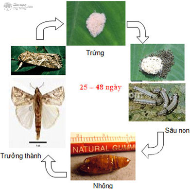 Hình 2. Vòng đời của sâu khoang 