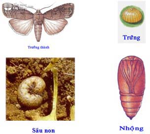 Hình 2: Vòng đời phát triển của sâu xám 