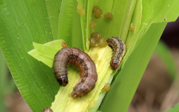 Hình 3: Sâu xám hại ngô