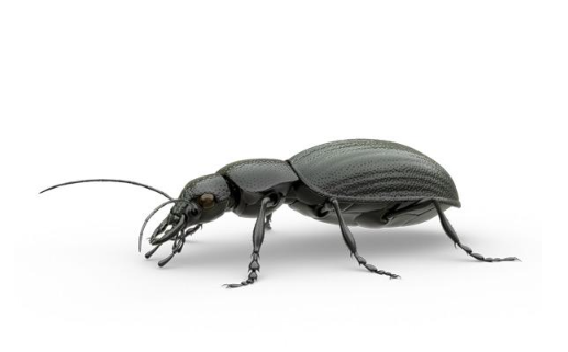 Hình 4. Bọ đất