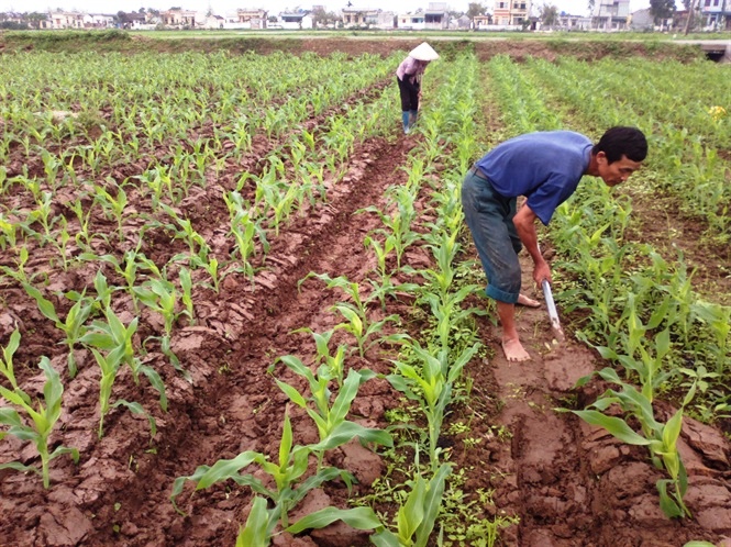 Hình 5: Làm đất và giữ ruộng ngô thông thoáng