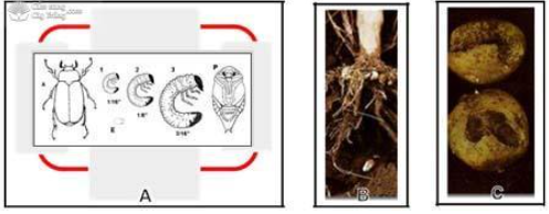 Hình 2: Các giai đoạn sinh trưởng của sùng trắng