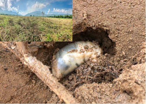 Hình 3: Sự tàn phá của sùng trắng