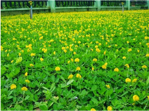 Hình 3. Trồng lạc dại để bảo vệ đất trồng