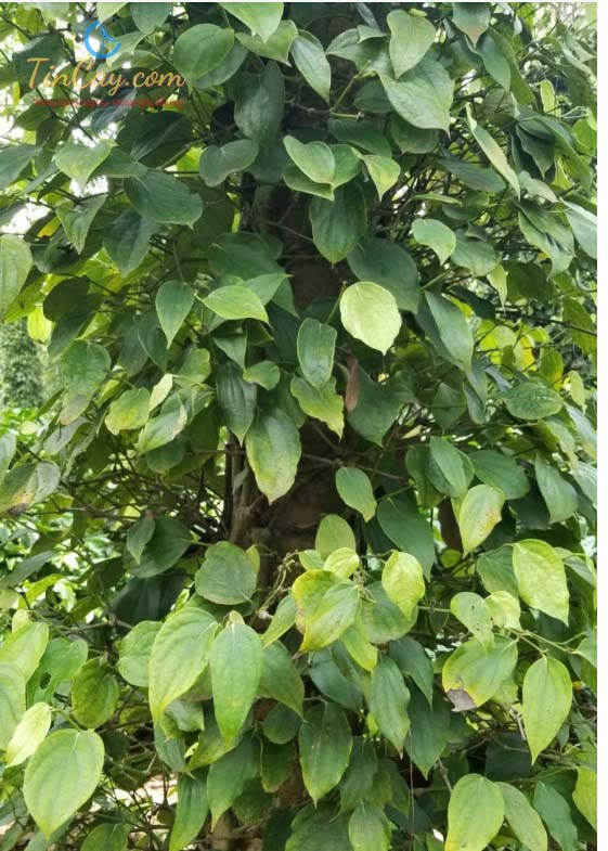 Hình 1: Hồ tiêu bị thiếu đạm