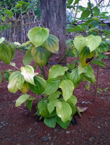 Hình 2. Biểu hiện thừa đạm trên cây con