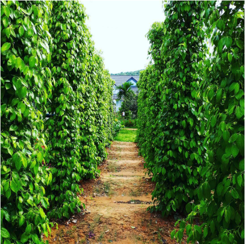 Hình 3: Thiết kế đường đi cách gốc 50cm để tránh đất bị nén lại