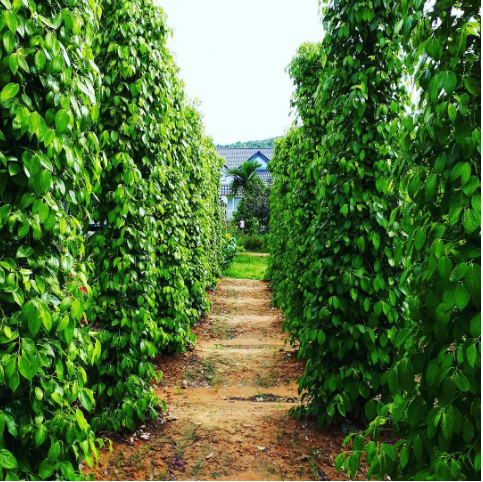 Hình 2. Tạo đường đi trong vườn tiêu