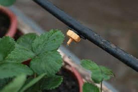 Hình 3. Khuyến khích sử dụng hệ thống tưới nhỏ giọt để đất luôn đủ ẩm