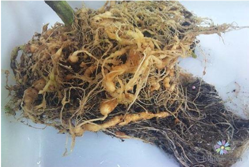 Ảnh 1: Bệnh tuyến trùng gây hại ở rễ