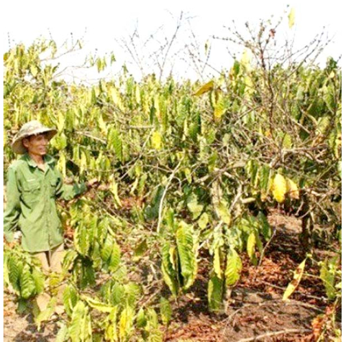 Ảnh 2: Cây cà phê bị bệnh