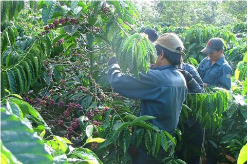 Ảnh 3: Thăm vườn kiểm dịch