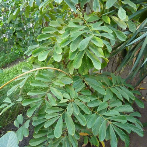 Hình 3. Dây thuốc cá