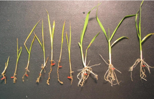 Hình 2. Tuyến trùng xâm nhập ảnh hưởng đến sự phát triển của cây lúa