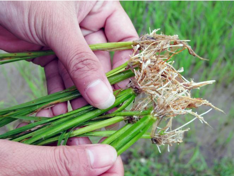 Hình 3. Các nốt u sưng trên rễ lúa do tuyến trùng tạo ra