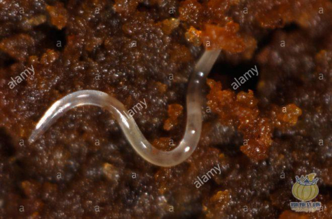 Hình 1: Tuyến trùng hành tỏi