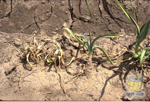 Hình 2 : Dấu hiệu cây nhiễm tuyến trùng