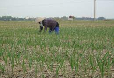 Hình 3 : Mô hình canh tác