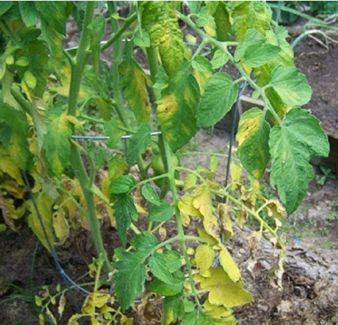 Hình 2. Biểu hiện trên cây