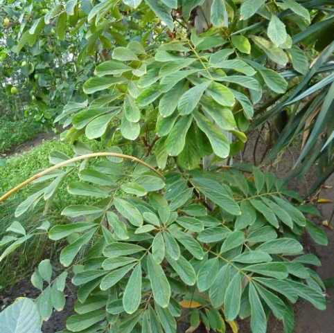 Hình 3. Dây thuốc cá