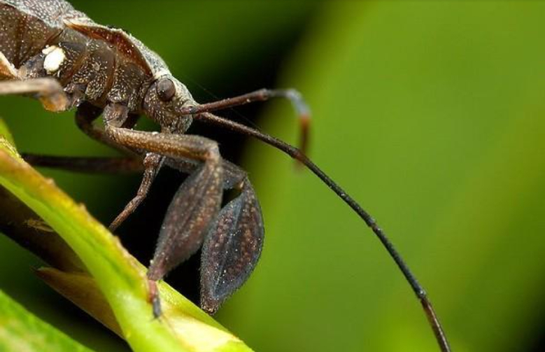 Hình 2: Đặc điểm hình thái bọ xít đen