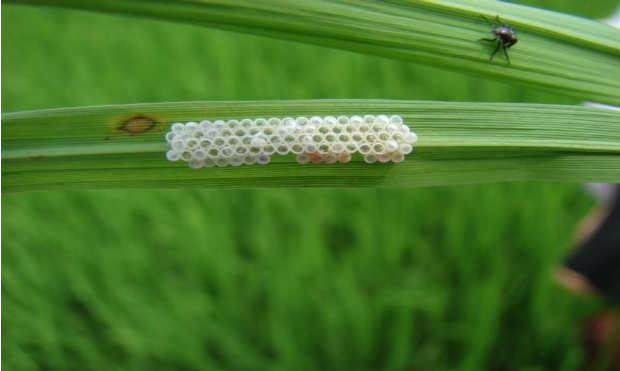 Hình 3: Trứng bọ xít đen