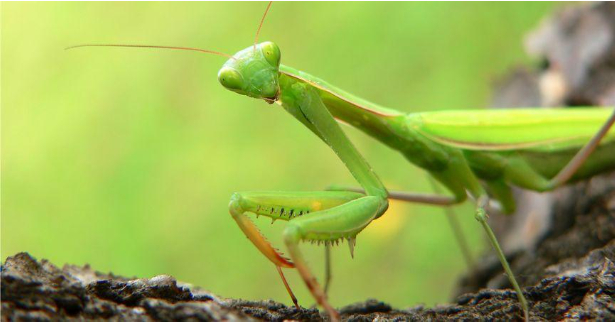 Hình 4: Bọ ngựa