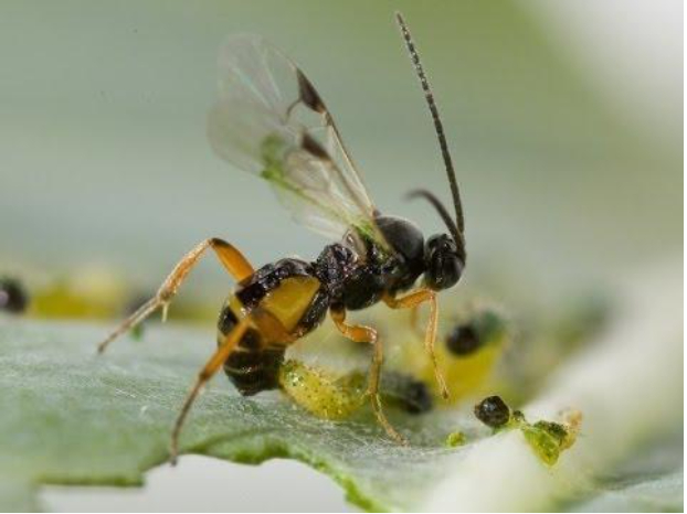 Hình 5: Ong ký sinh