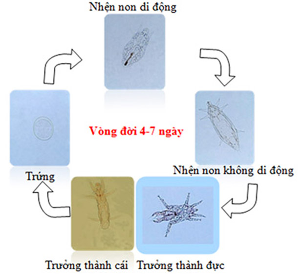 Ảnh 2. Vòng đời của nhện gié