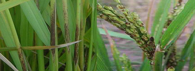 Ảnh 3. Dấu hiệu của lúa bị nhện gié tấn công