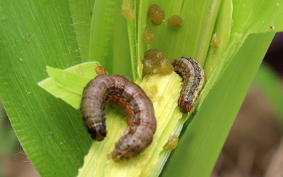 Hình 3: Sâu cắn lá phá hại cây ngô