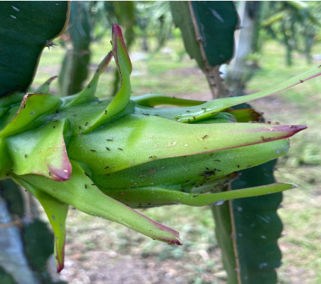 Hình 2 Kiến đang cắn trái thanh long non