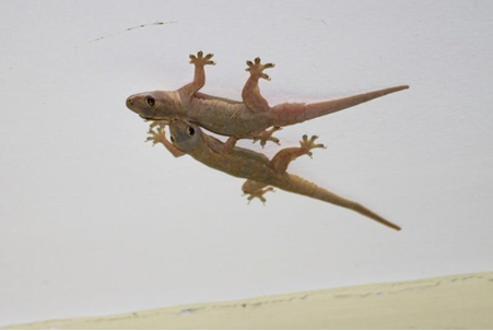 Hình 3 Thạch sùng