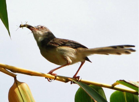 Hình 4 Chim chích bông