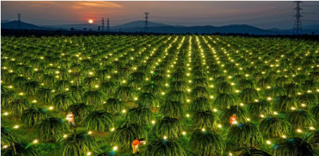 Hình 5 Chong đèn để kích thích cây ra hoa đồng loạt