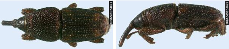 Hình 2&3: Hình dáng mọt ngô