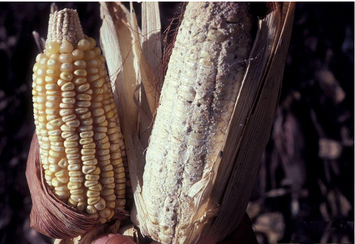 Hình 4: Bắp ngô bị mọt