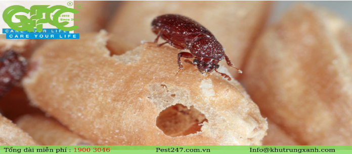 Hình 5: Mọt phá hại ngô